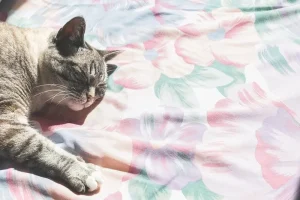 不眠症でお悩みの方必見！おすすめサプリ３選